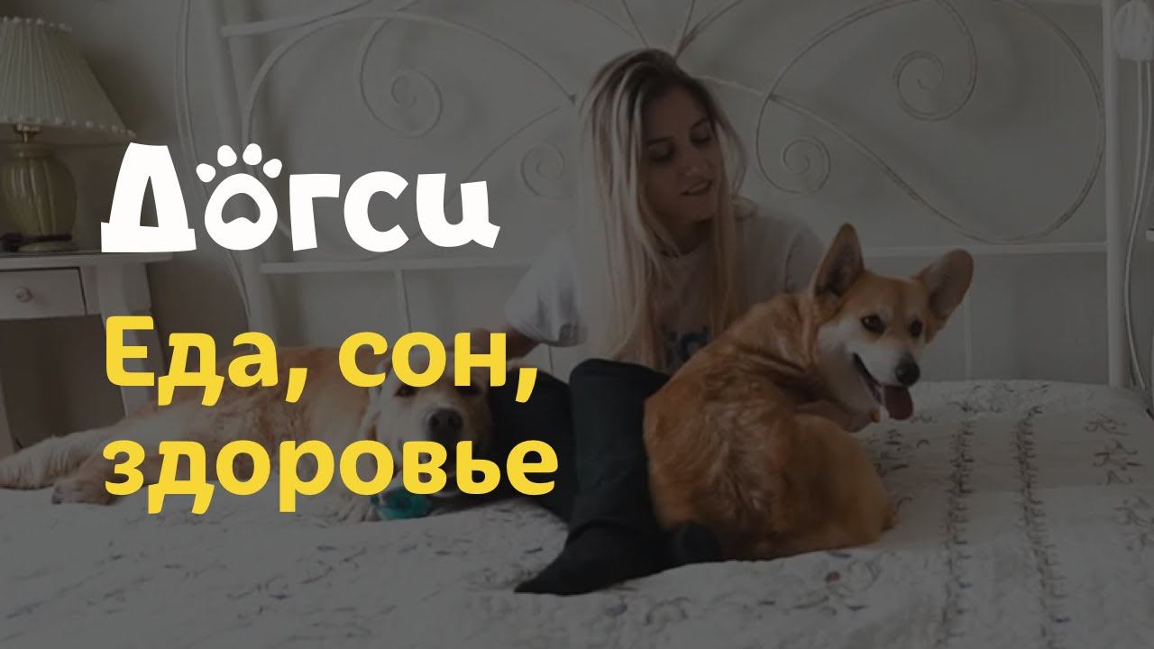 4. Инструкция догситтера Догси – Еда, сон, здоровье / dogsy.ru