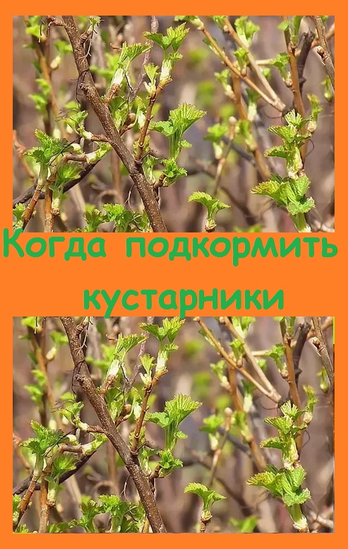 В пасмурную и дождливую погоду - САМОЕ ВРЕМЯ ПОДКОРМИТЬ кустарники
#огород #дача #garden #сад