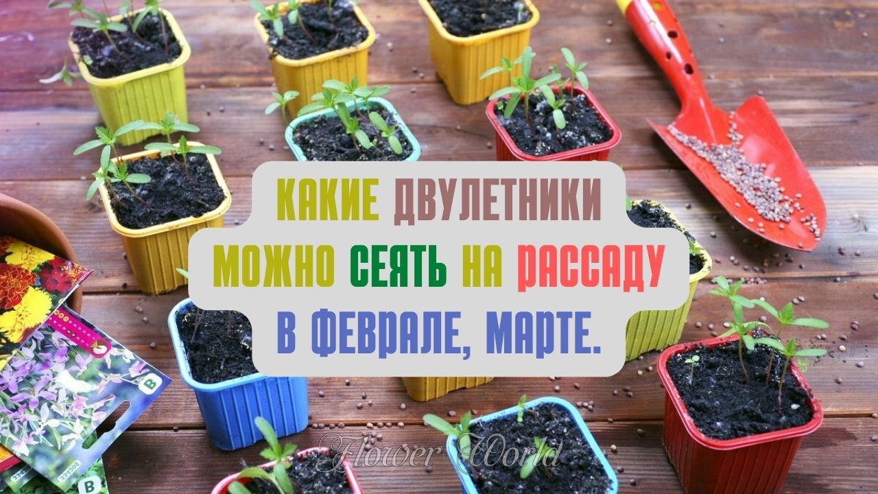 Какие двулетники можно сеять на рассаду в ФЕВРАЛЕ, МАРТЕ.🧐