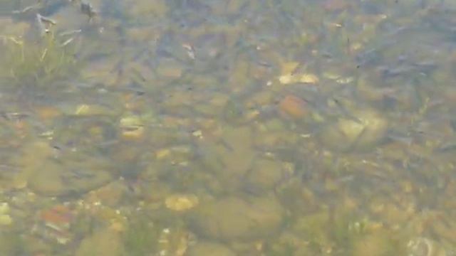 Озеро Байкал. Мальки омуля. Короткая зарисовка