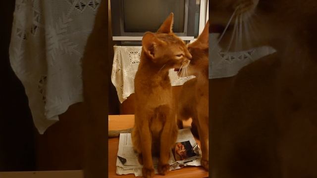 Кошачьи нежности