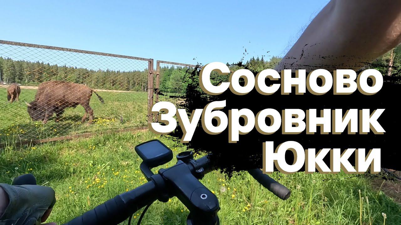 Сосново. Зубровник - Токсово. Юкки. На велосипеде | 07.06.2023