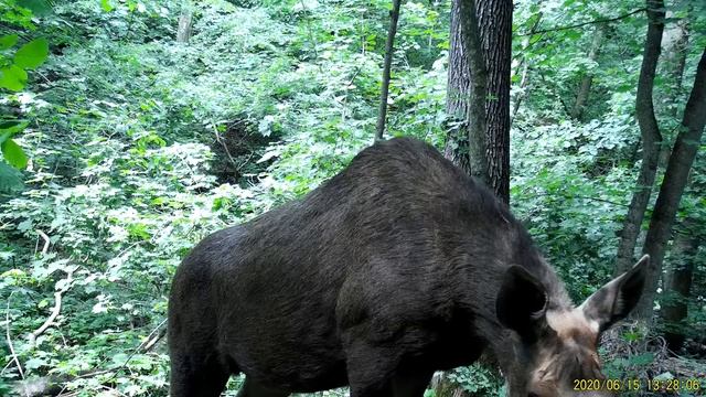 Любопытный лось