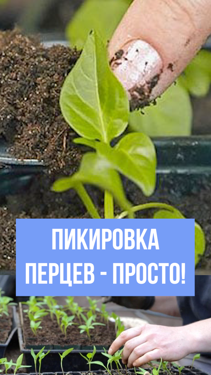 Пикировка перца для крепкой рассады. Пикировка рассады - просто! Как пикировать перец.