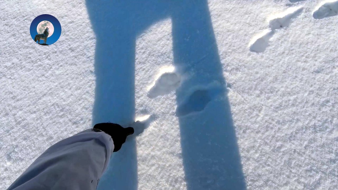 ФАРТОВЫЙ ЗАЯЦ