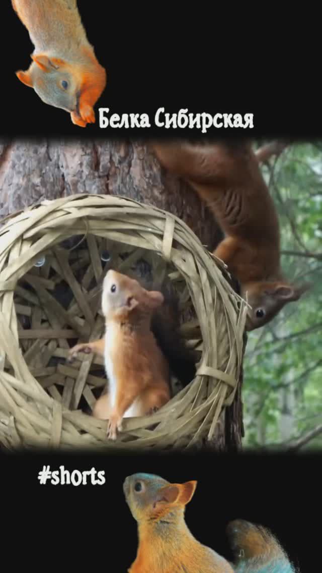 Белки у лукошка соперничают