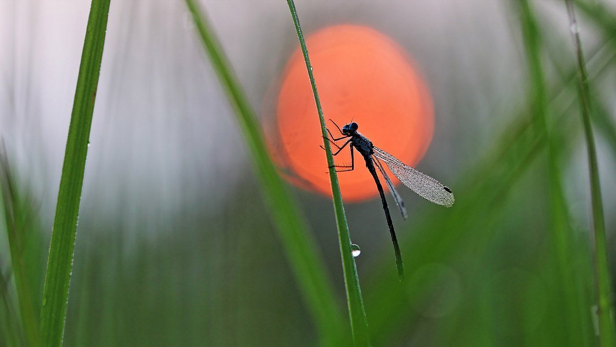 Как прекрасен летний день!