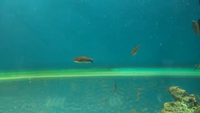 Тайерия кривополосая тетра пингвин NH021. Цена на аквариумных рыбок