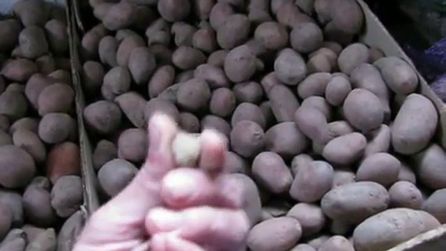 Как я вместо посадочной картошки чуть не купил камни. Фермеры и торгаши мошенники Кривого Рога