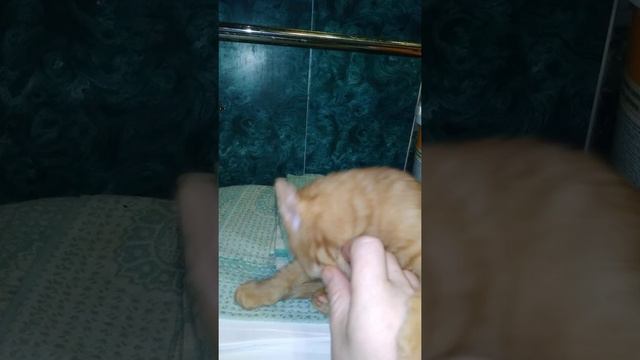 мой любимый кот 4