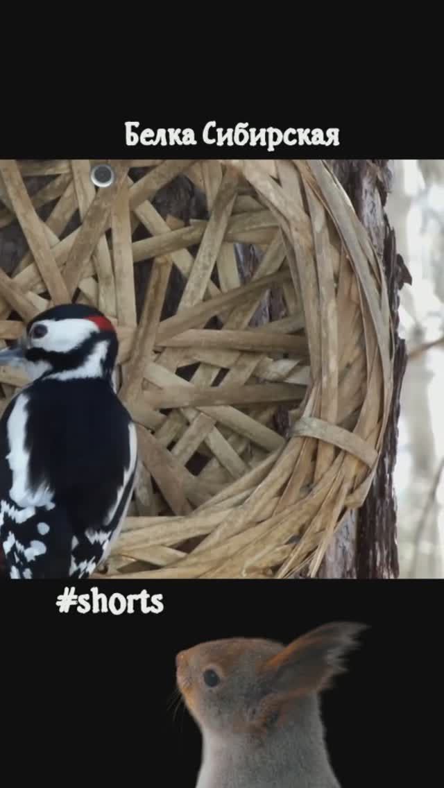 #shorts Дятел взял орех из лукошка