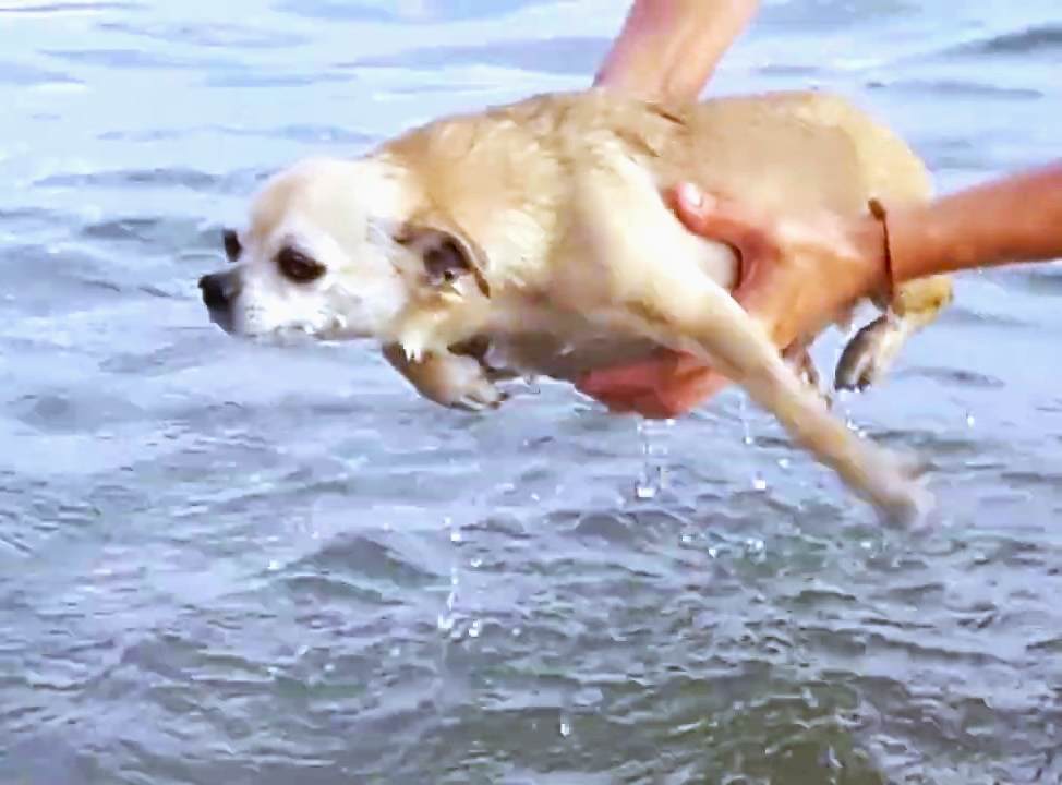 #100% #Смайлик #море #хорошо #пловец
Начинающим пловцам всегда требуется хороший тренер