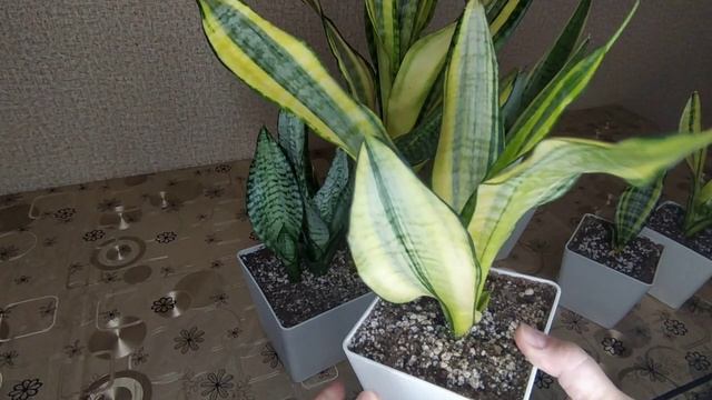 Сансевиерия Футура