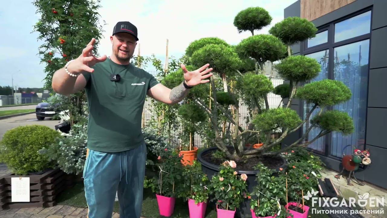 Садовое растение Ниваки вы найдете в питомнике растений Fix.Garden