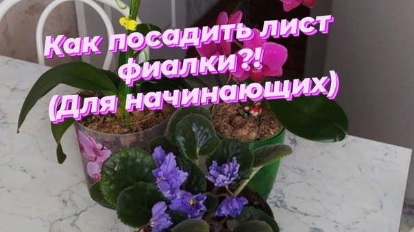 Размножение фиалки?! Как посадить лист фиалки! Обзор фиалки.