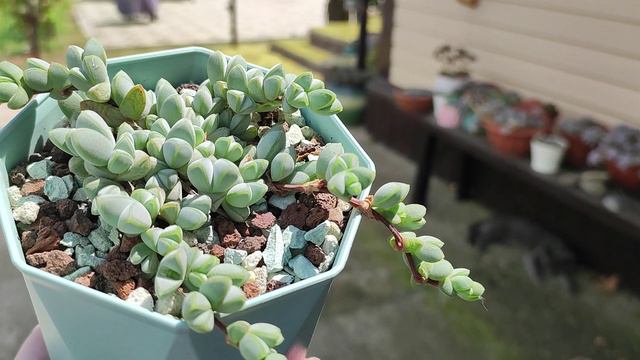 Браунсия Braunsia Maximiliani хорошо разрослась меньше, чем за год