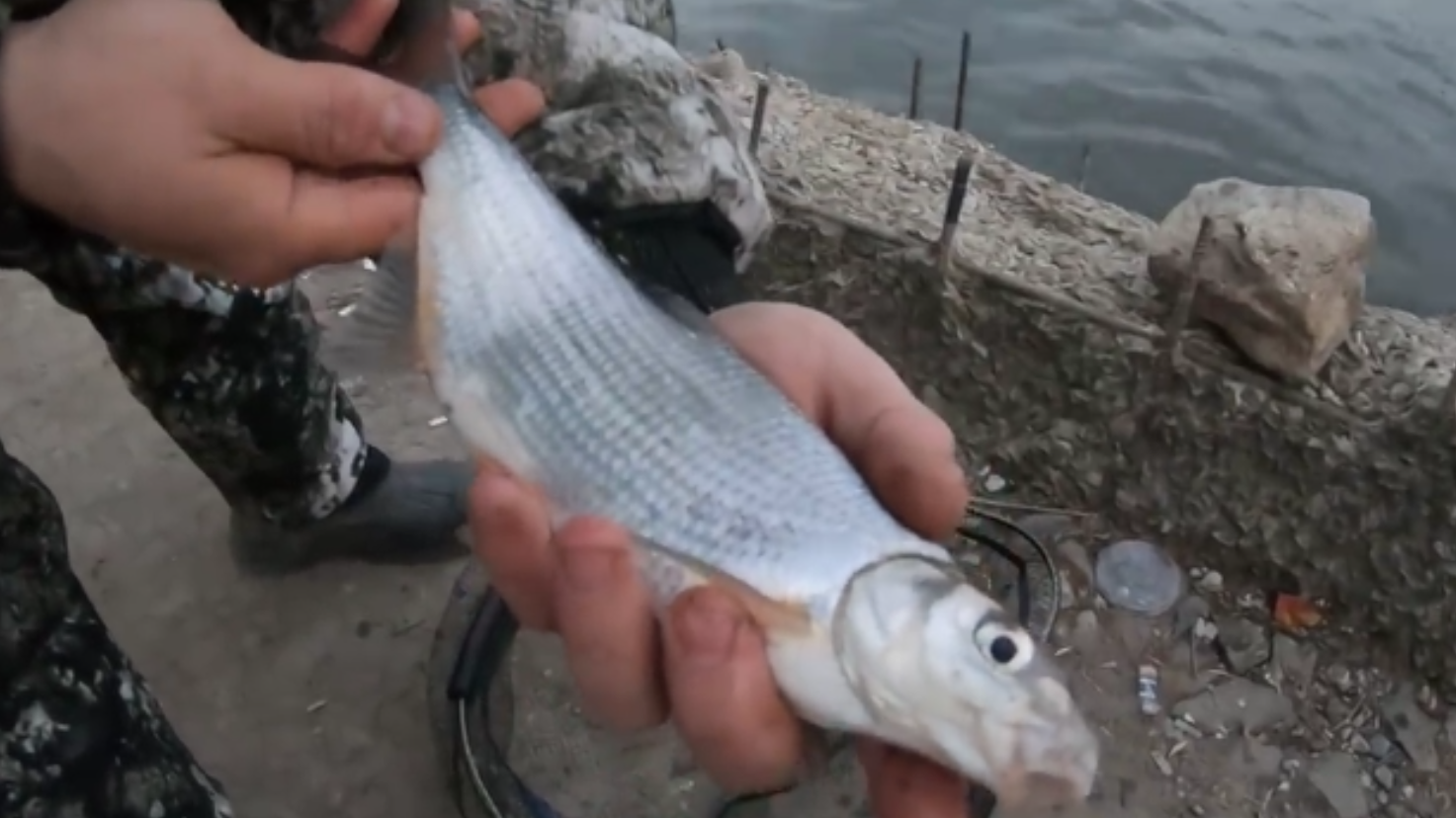 РЫБЕЦ,КАК СЕЛЕДКА. АКСАЙСКИЕ ПЛИТЫ. ЗАКОРМЛЕННАЯ ТОЧКА,ЗАЛОГ УСПЕХА!