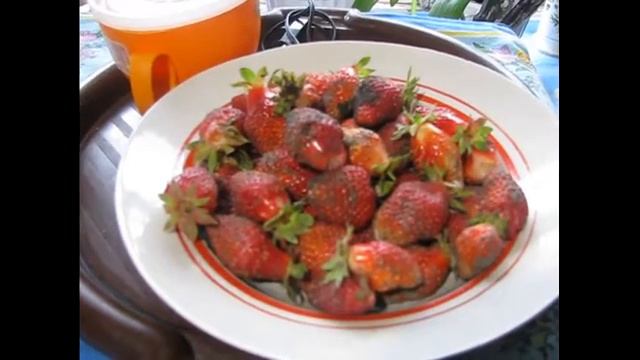 Результат работы биогумуса (продукт жизнедеятельсности дождевого червя) – раннее созревание клубники