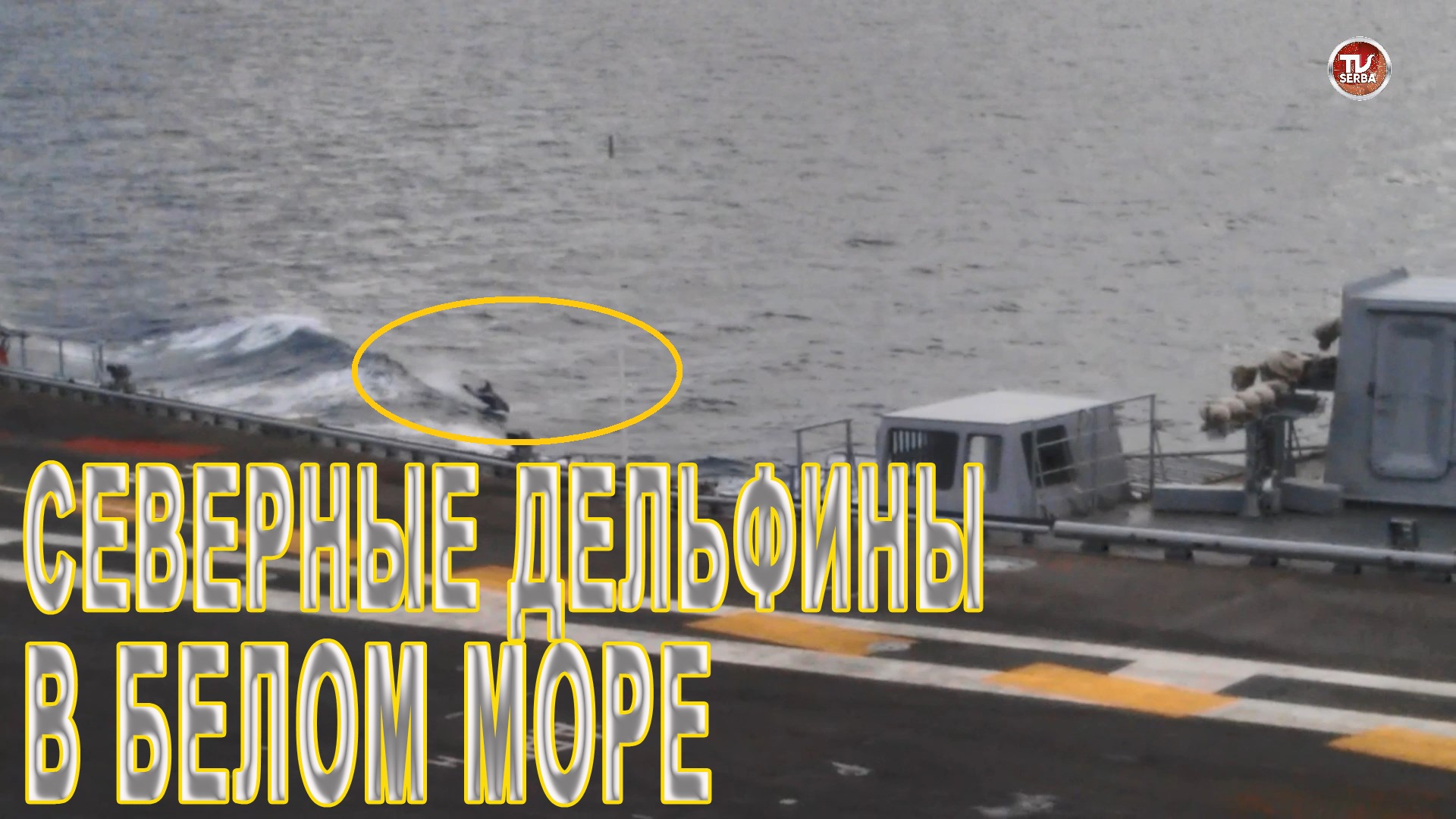 Д/ЕЛЬФИНЫ в Белом море / СербаТВ ?