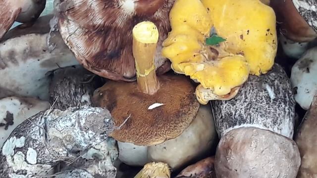 #Подмосковье  #грибная охота #место #силы
Охота грибов? Собери в Подмосковье Кто старше - поймут