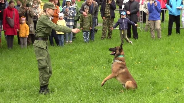 Выступление собак на Дне пограничника во Пскове.