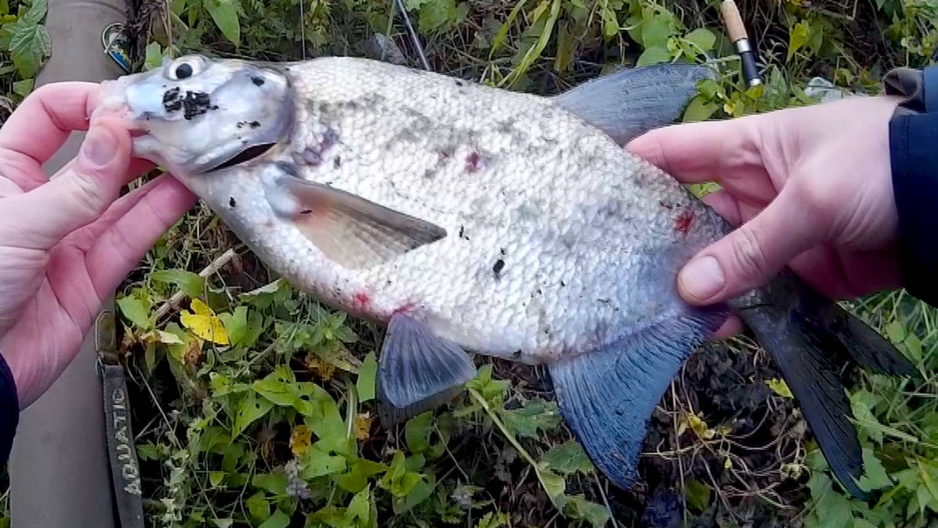 Рыбалка в сентябре. Лещ на фидер. Московское море.