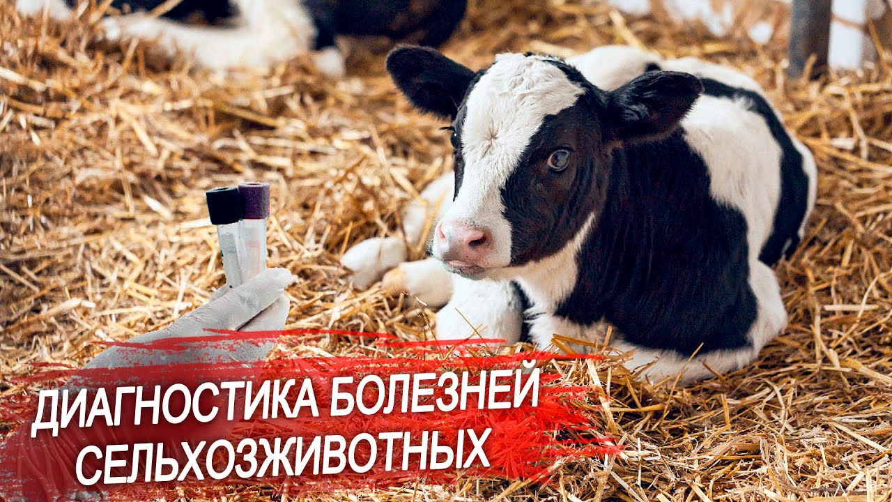 Здоровье телят. Как собрать материал для исследования? Показываем FTA-карты для сбора анализов.
