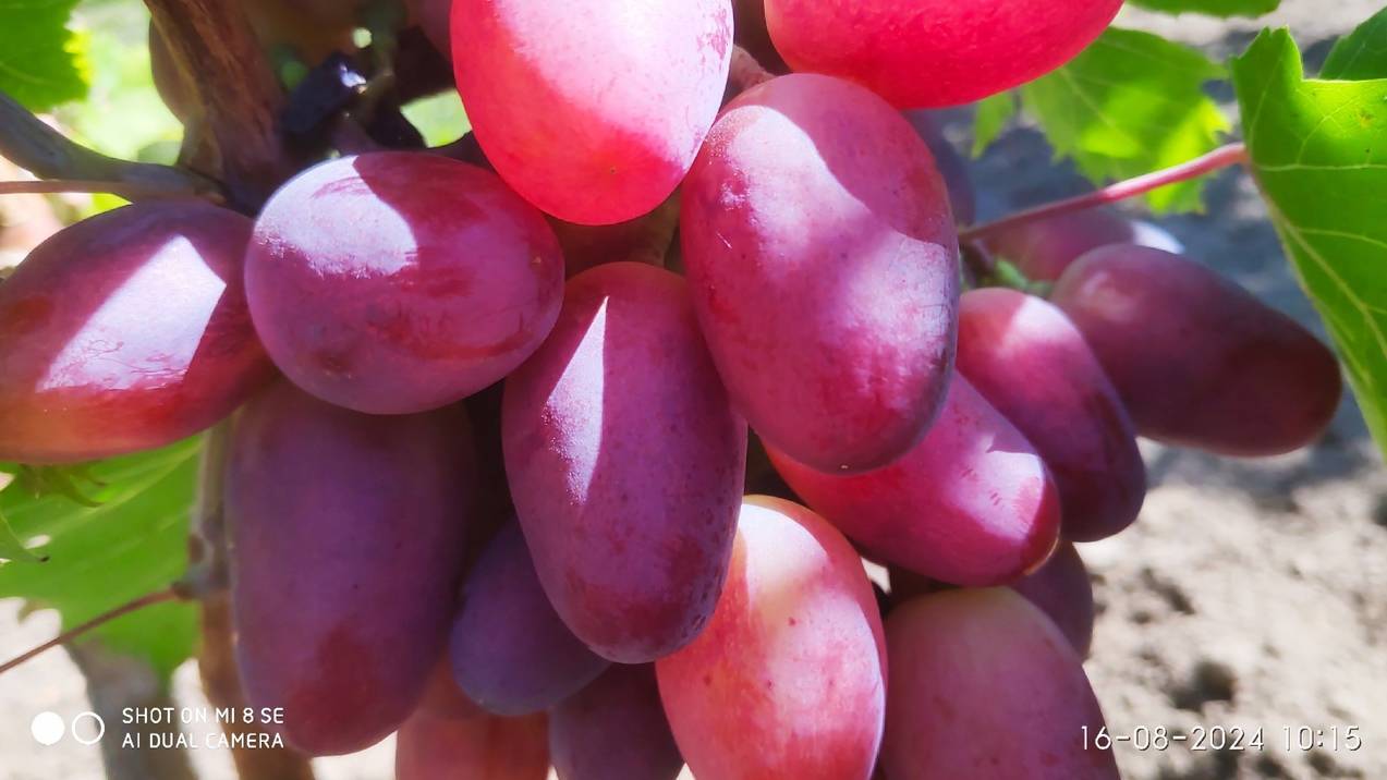 Виноград Богатырь и Велюр