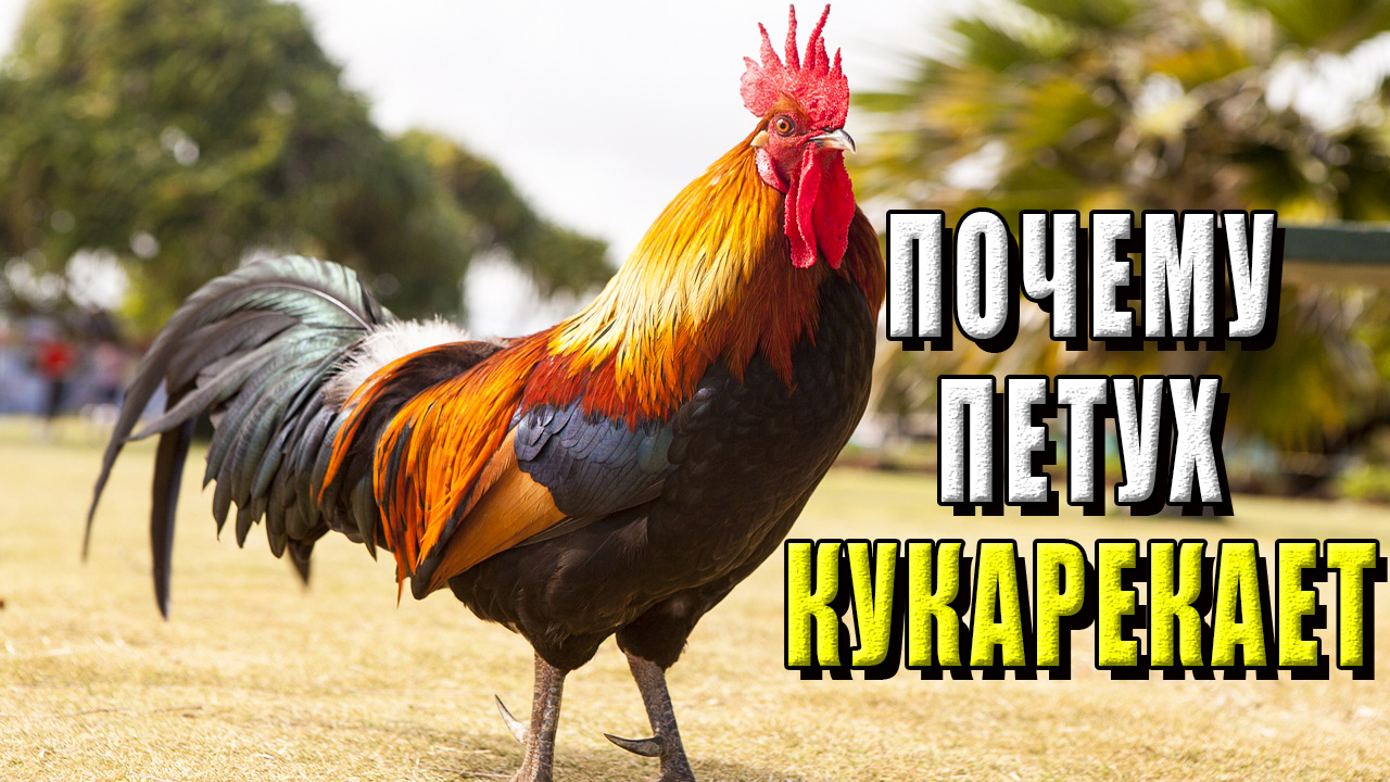 Почему петух кукарекает