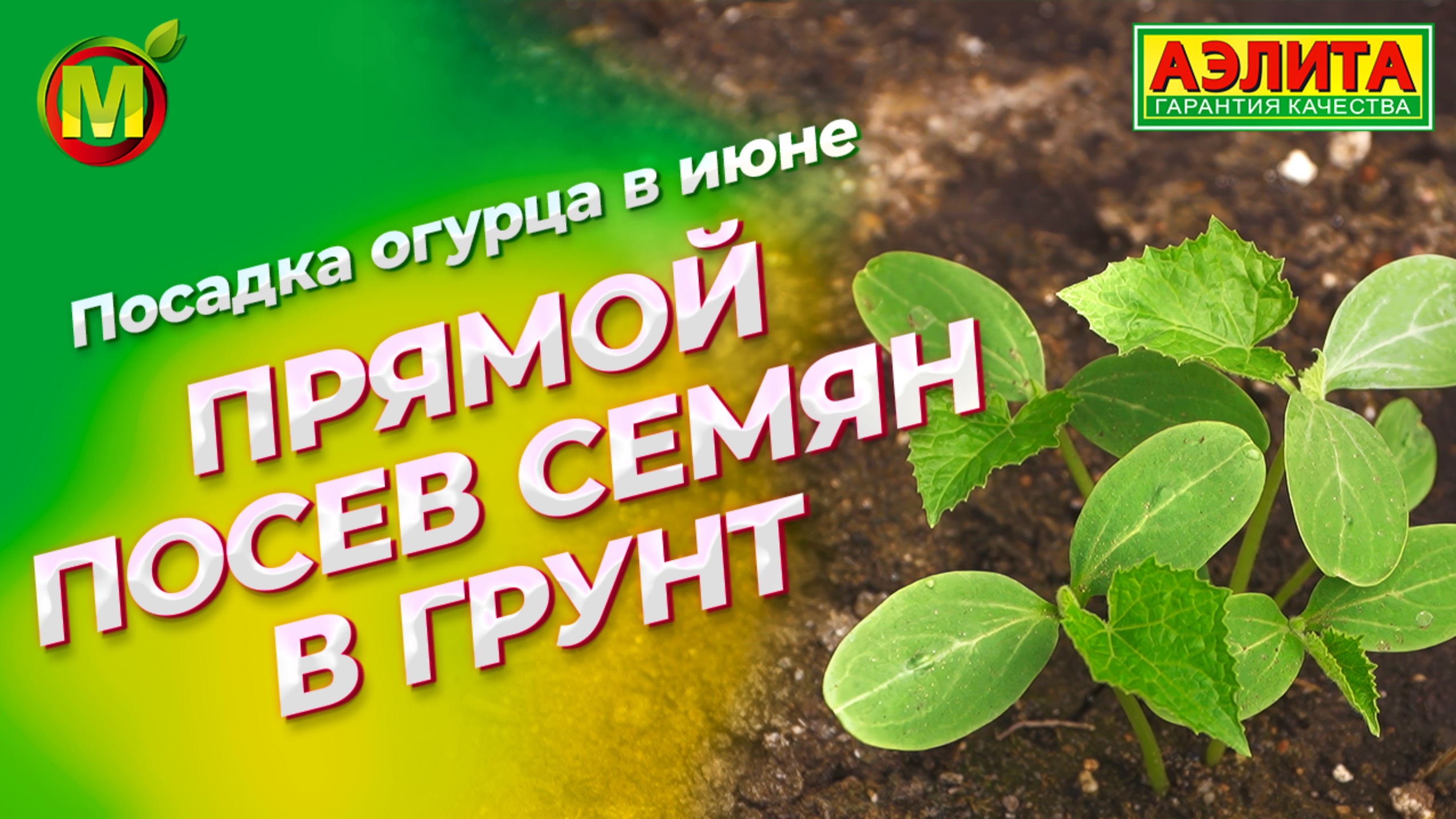 ПОСАДКА ОГУРЦОВ. Прямой посев семян в грунт!