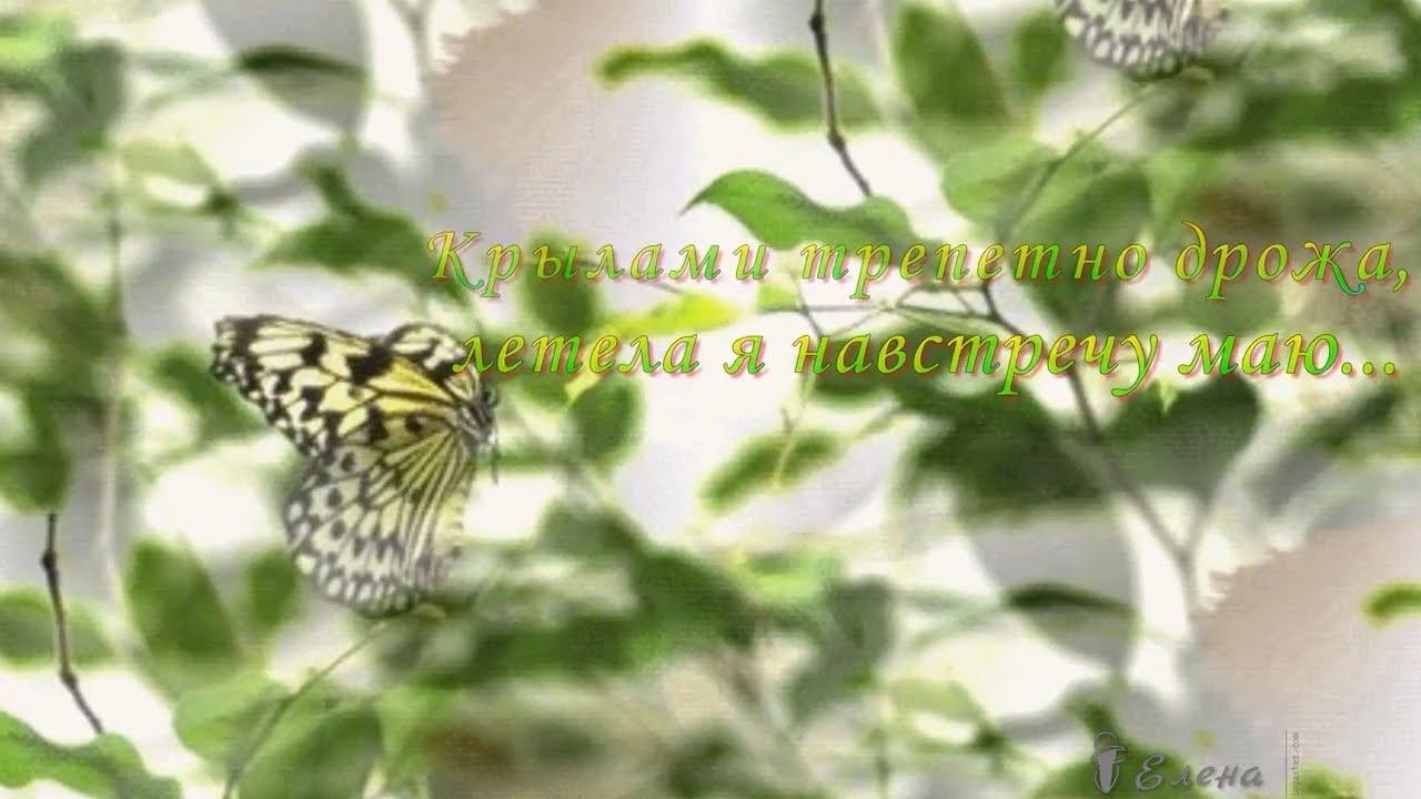 Крылами трепетно дрожа, летела я навстречу маю*