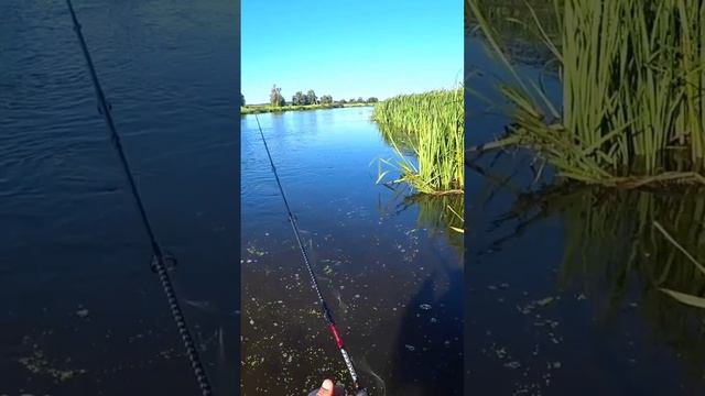 Красивый видос. А что не нравится 🤨 #осень #хищник #fish #рыбалка #рыба #fishing #отдых #россия