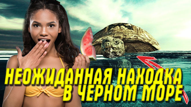 ? "Заморская гостья!" ? Гигантская черепах в Черном море возле Анапы, а в Тюмене - Розовый фламинг