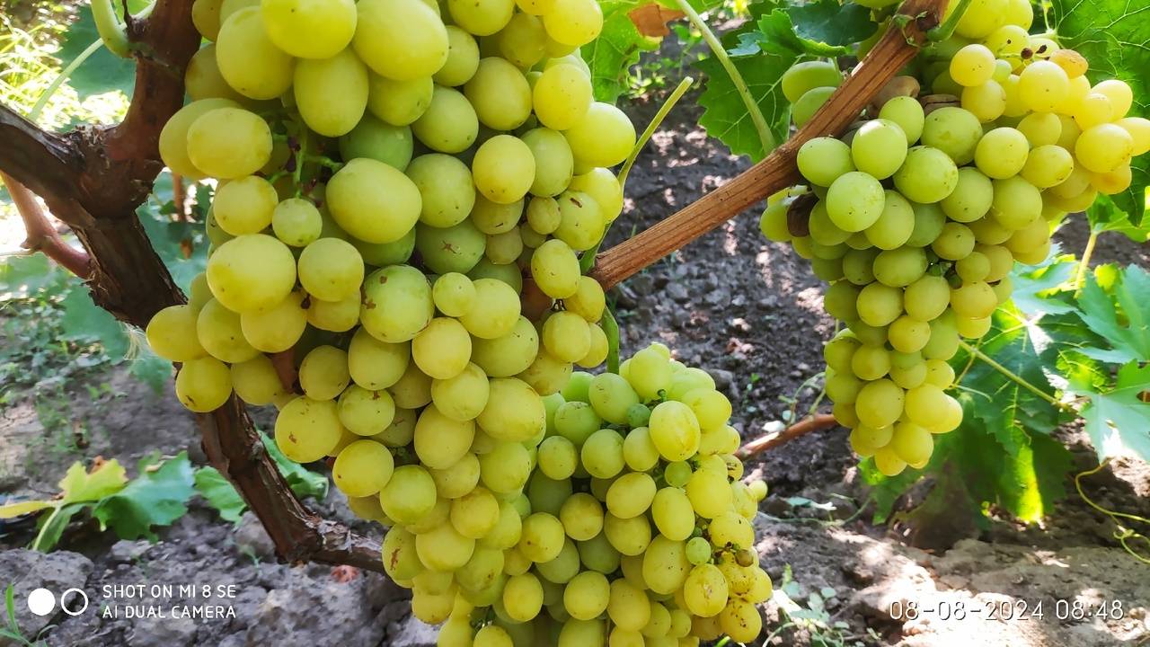 Виноград Рататуй на 8 августа 2024 г. обзор ягод