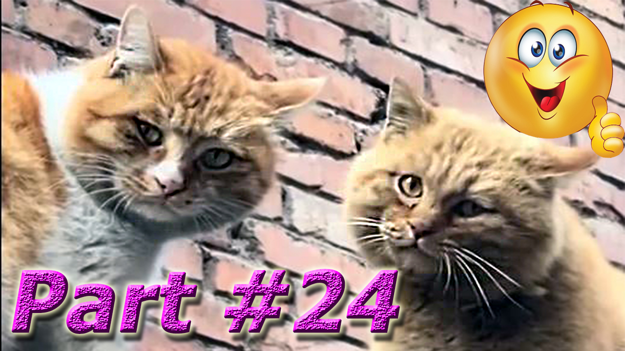 NEW! Подборка Видео Со Смешными Животными Март 2024. Part #24 #dog #cat #animals #video #smile #new