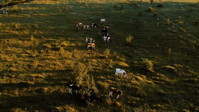 Tiocefur: syringes for bovine mastitis control