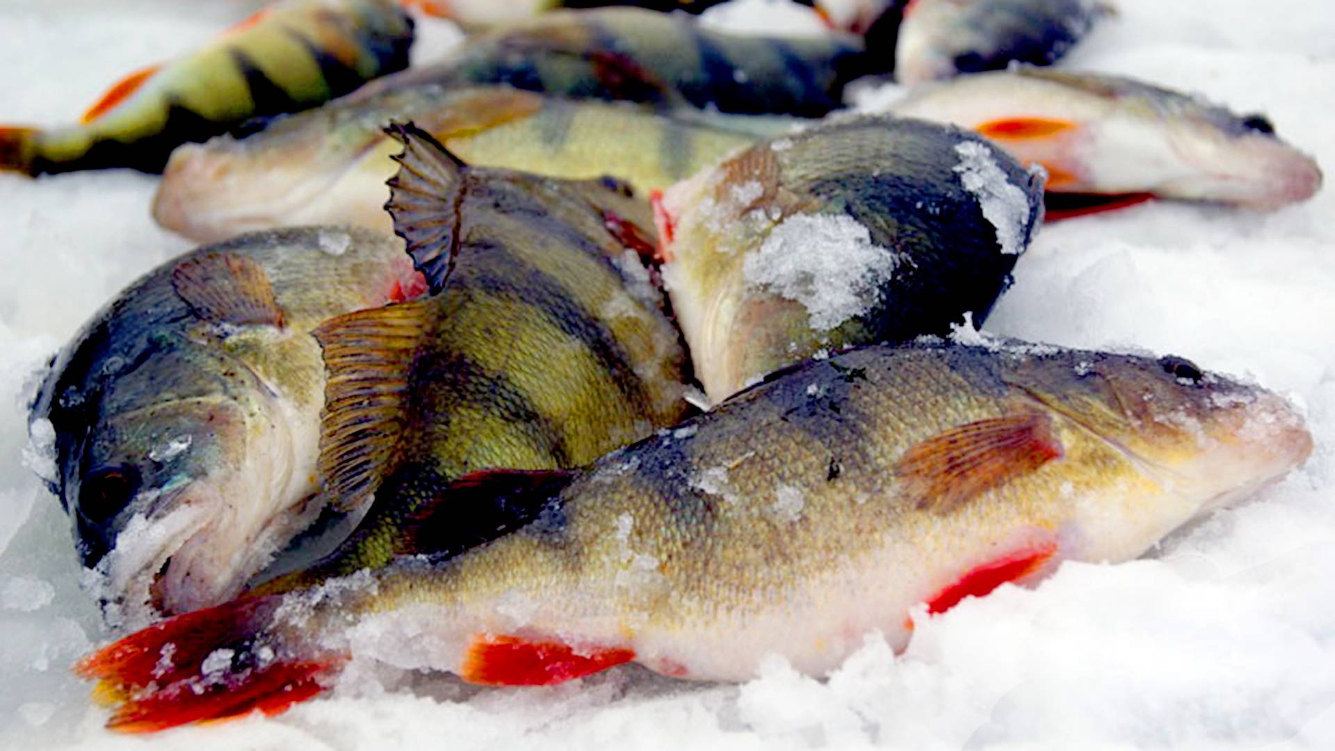 Как быстро и аккуратно почистить разную рыбу. Часть 5.