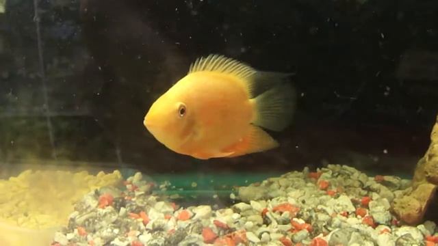 Цихлозома Северум