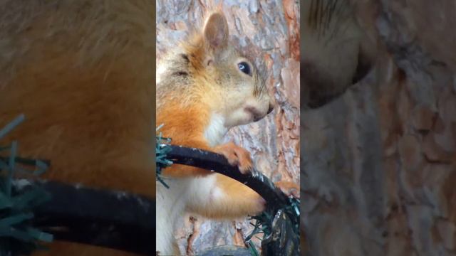 Белка слышит всё