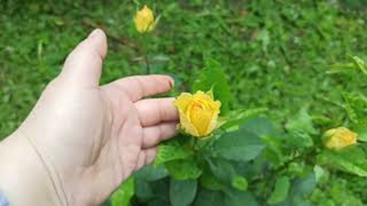 37. ОБРЫВАЮ ЧЕРЕШНЮ / ОБРАБАТЫВАЮ КАРТОШКУ ОТ ЖУКА / ПОКОС ТРАВЫ