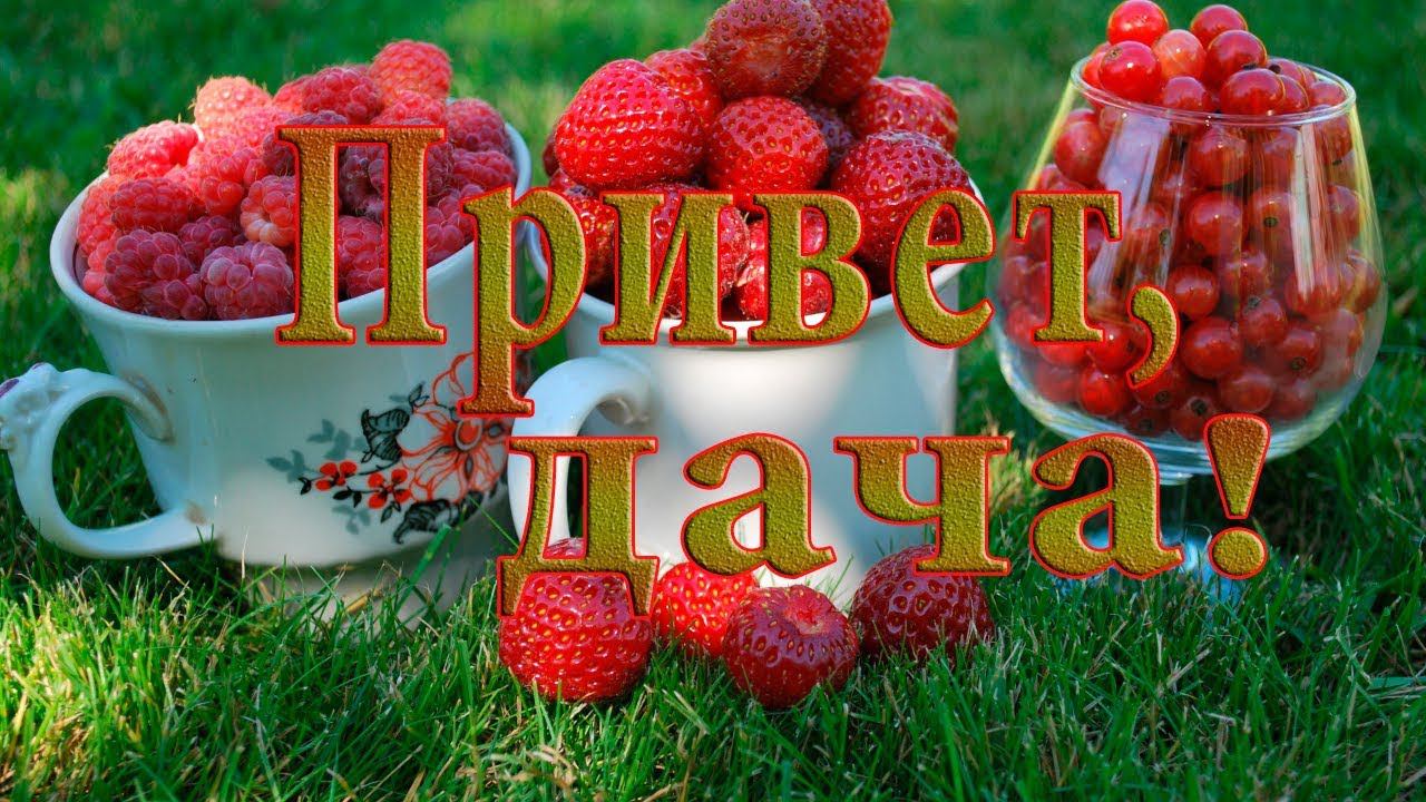 Привет, ДАЧА*