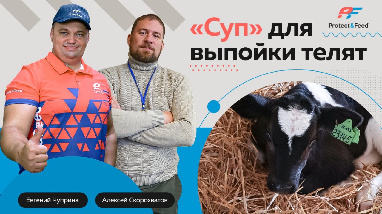 СЕКРЕТЫ ПИТАТЕЛЬНОГО СУПА ДЛЯ ТЕЛЯТ. КАК ВЫРАСТИТЬ КРЕПКОГО ТЕЛЁНКА? УСПЕШНЫЙ ОПЫТ АО ПУТИЛОВЕЦ ЮГ.
