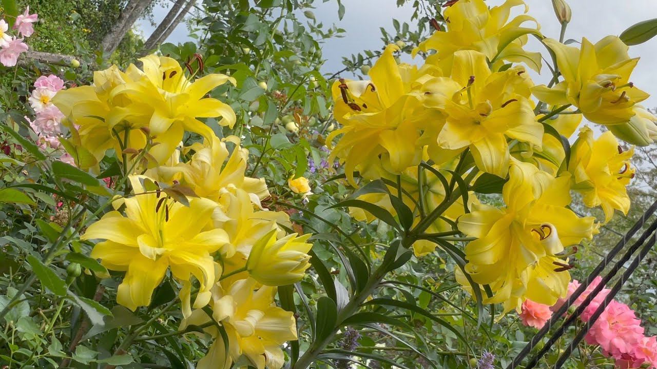 Август в Саду 17 августа 2023 часть 4