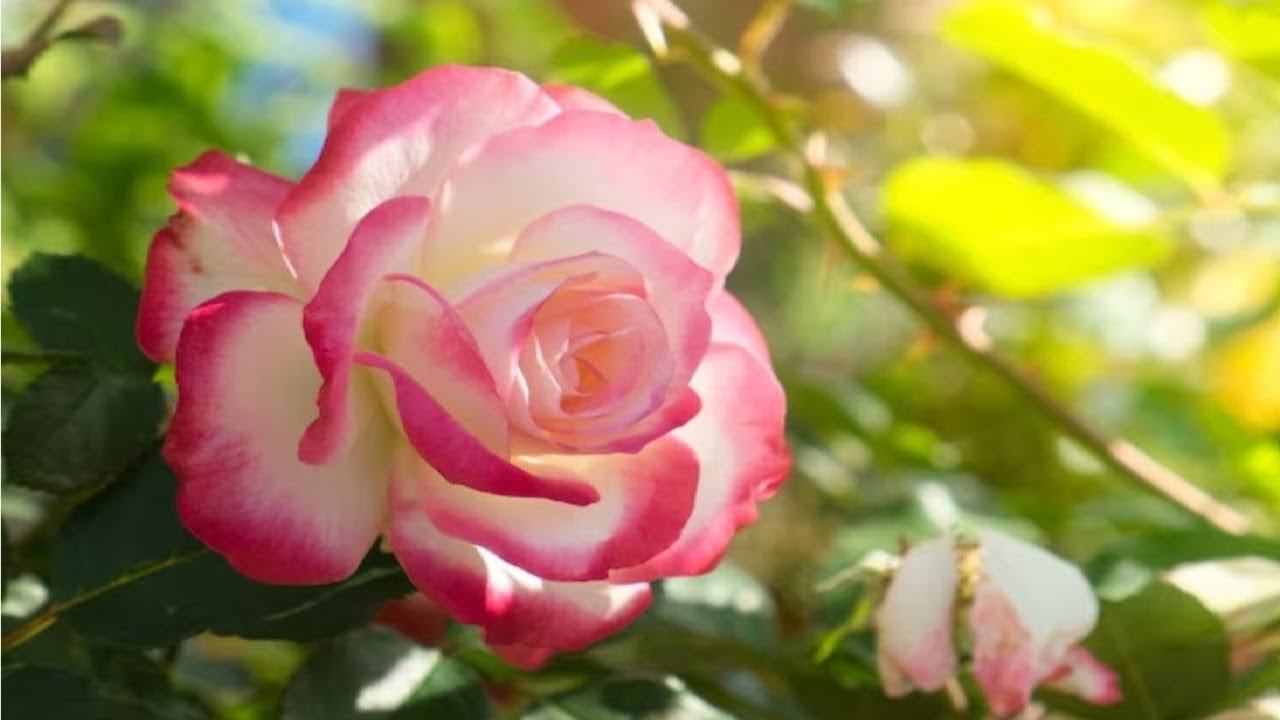 Драгоценность женщины