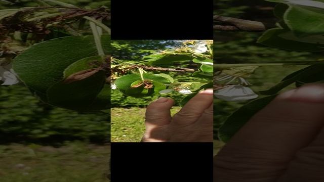 Почему резко вынут цветы и листья  на груше?