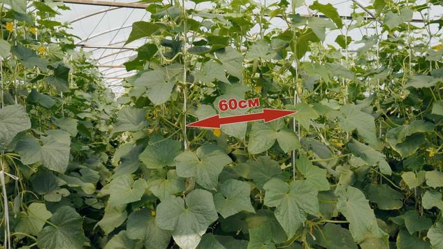 ВЫРАЩИВАЕМ ОГУРЦЫ