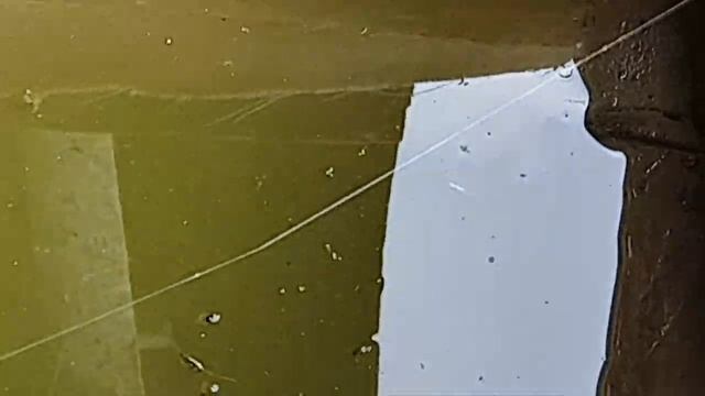 Вылезла погреться.?.mp4