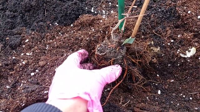 #клематисы КЛЕМАТИСЫ ОСЕННЯЯ ПОСАДКА#посадка_клематисов#клематисы_посадка_ос енью##клематисы_сорта#