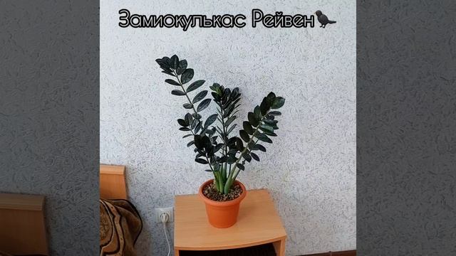 Делить?? #Замиокулькас Рейвен?⬛уже такой большой!? #долларовоедерево #цветы #растения #shorts