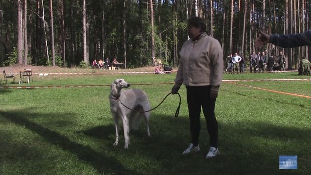 День охотника 2022 года. 62-я выставка охотничьих собак (фрагменты).